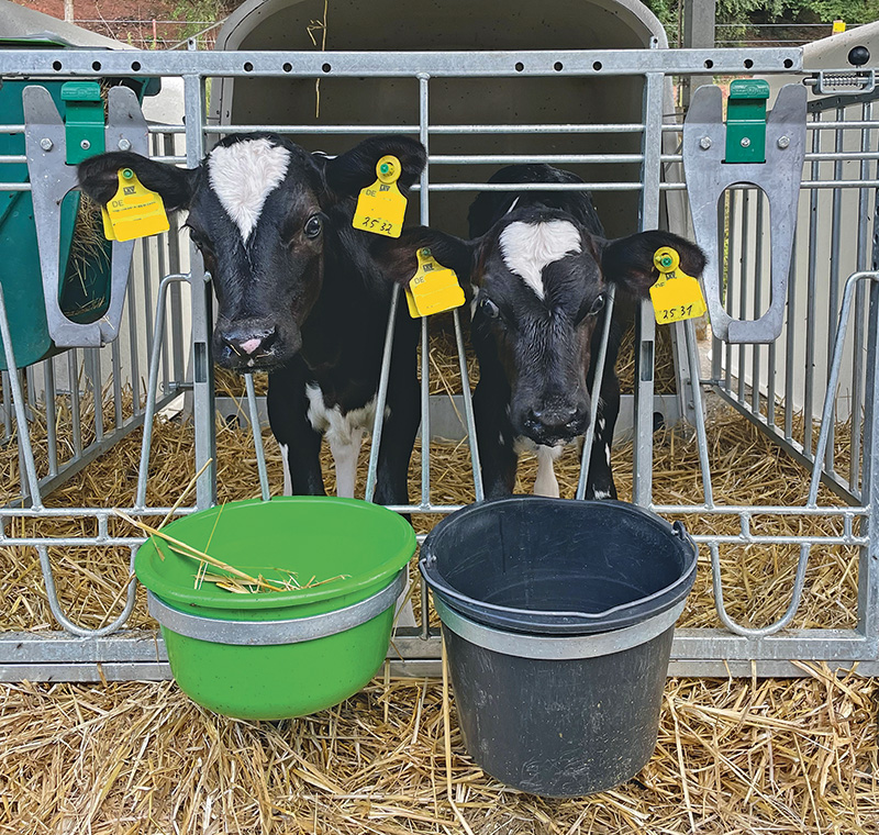 Kälber in Paaren oder Gruppen aufziehen