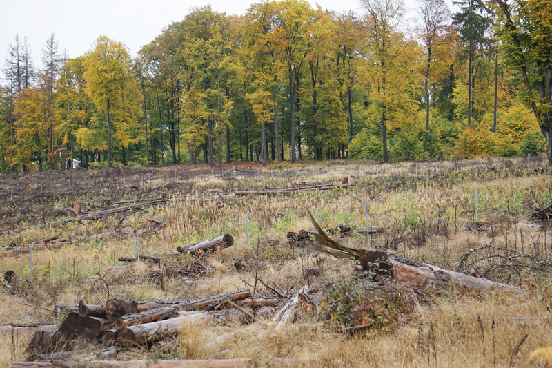 Klimaresilienten Waldumbau nicht ausbremsen