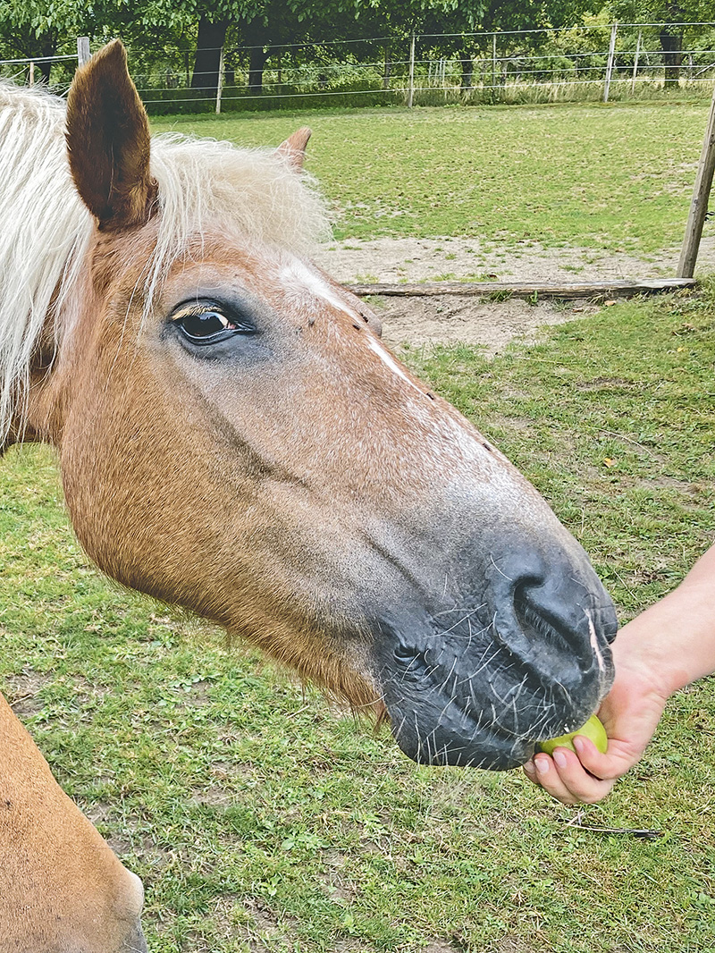 Zu viel Zucker ist ungesund für Pferde