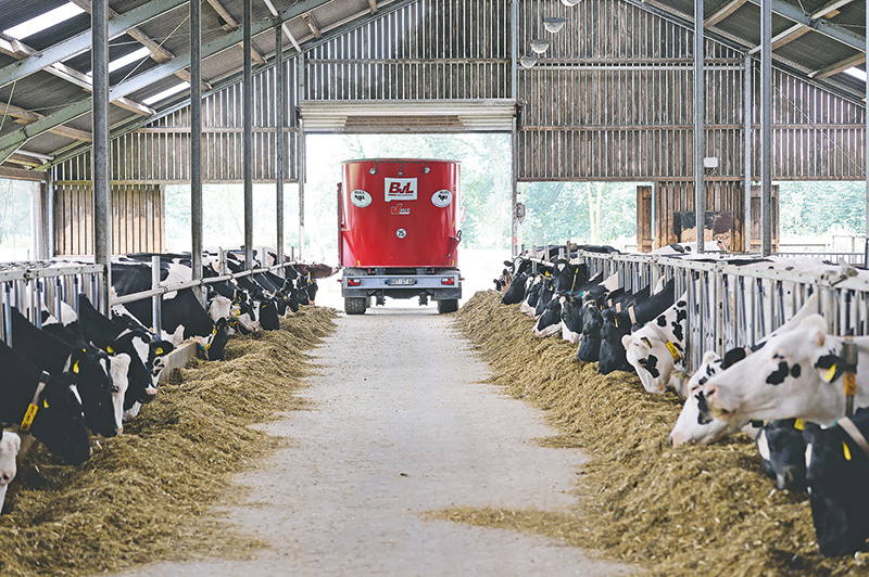 Rinder füttern oder füttern lassen?