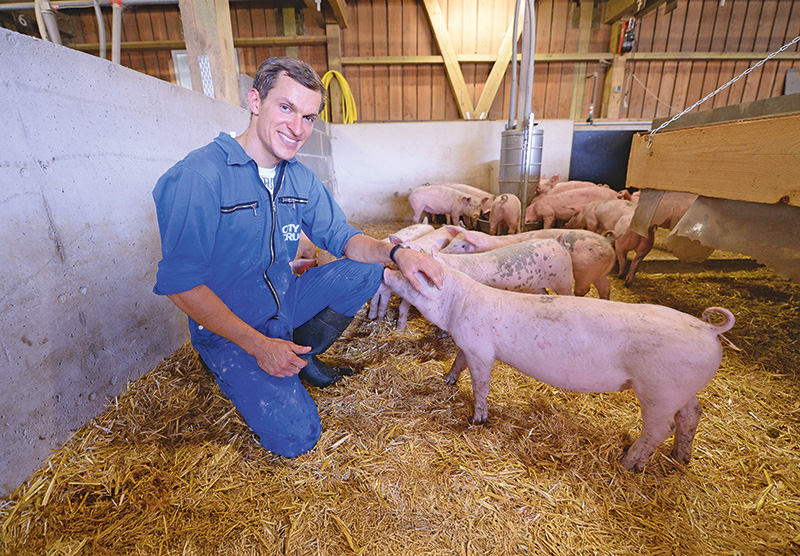 Körnerleguminosen in die Schweineration?