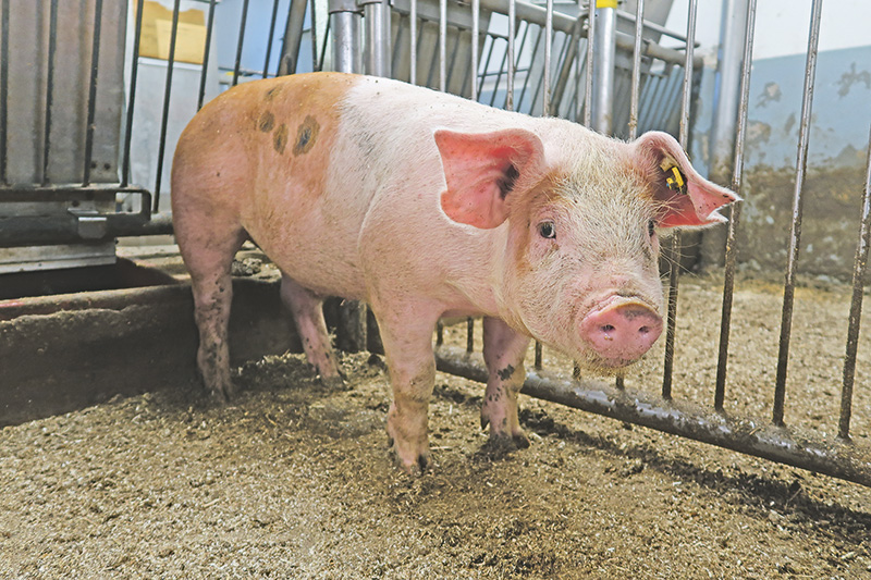 Duroc-Schweine sehr stark N- und P-reduziert füttern?