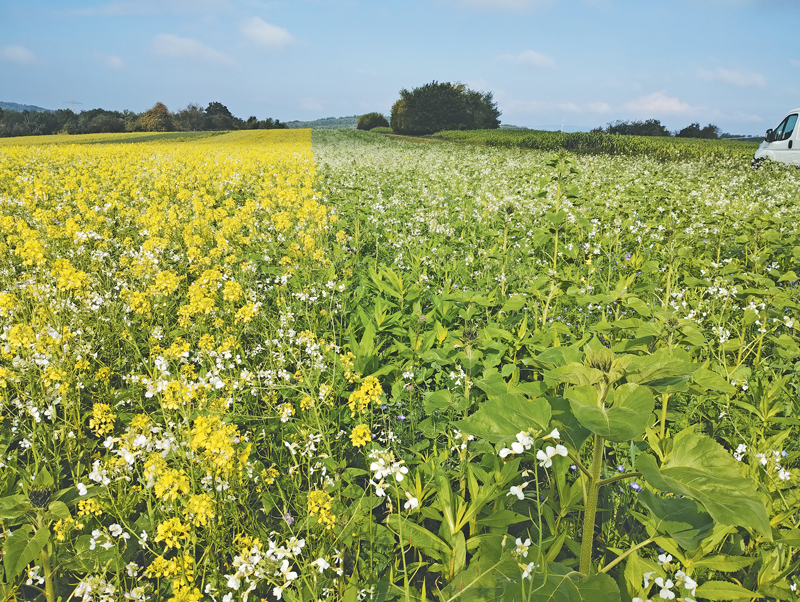 Zwischenfrüchte, Sorghum und Körnermais