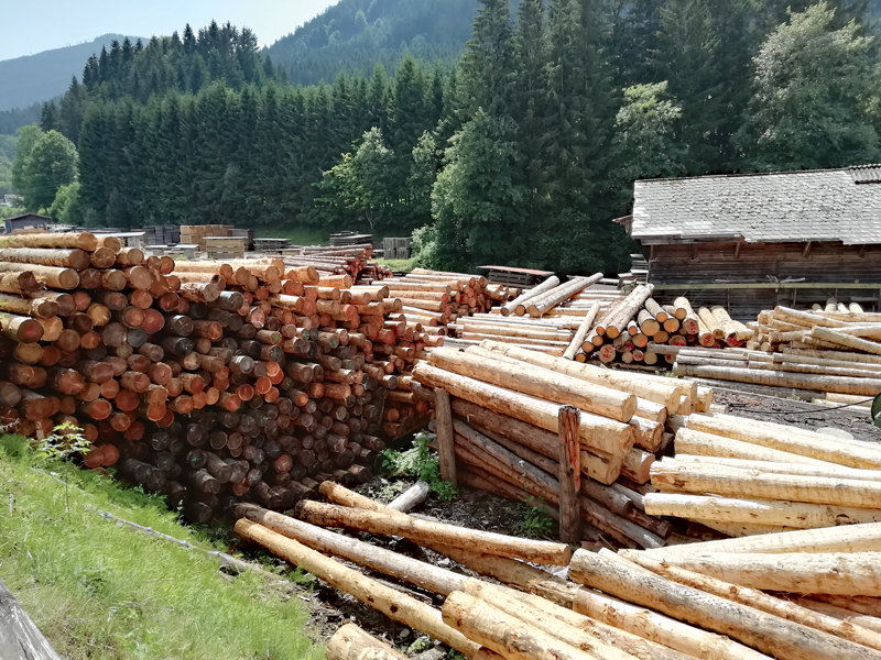 Jetzt ist der richtige Zeitpunkt zum Einschlag