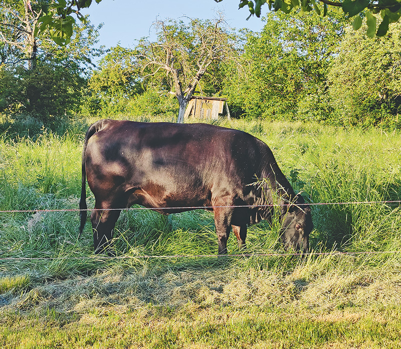Deutscher Grünlandtag in Heidenrod-Springen