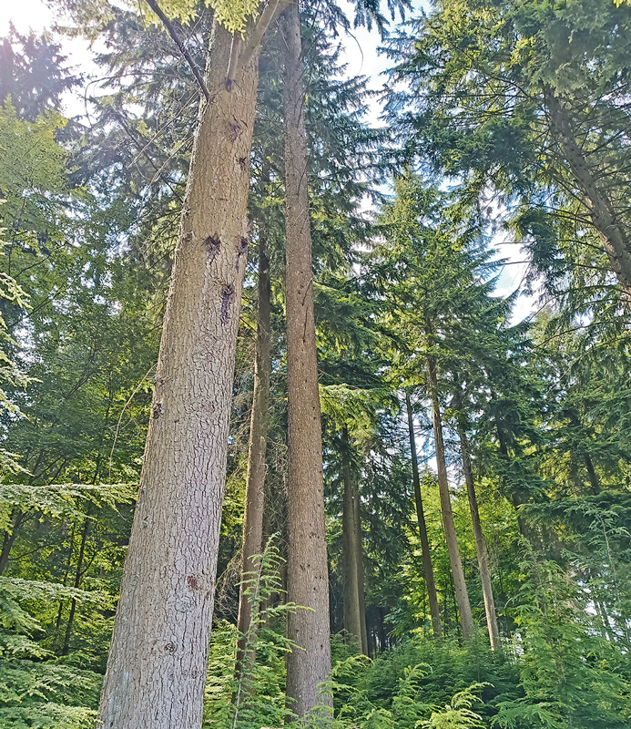 Eine Orientierungshilfe für den Waldumbau im Klimawandel