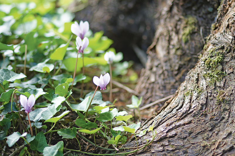 Wintergrüne Stauden, Farne und Gräser schmücken länger