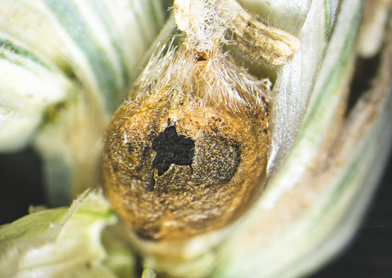 Mit Resistenzen und Beizung gegen Steinbrand