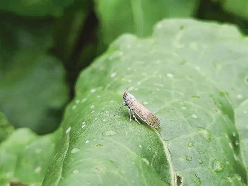 Schilf-Glasflügelzikade: Maßnahmen zeigen Wirkung
