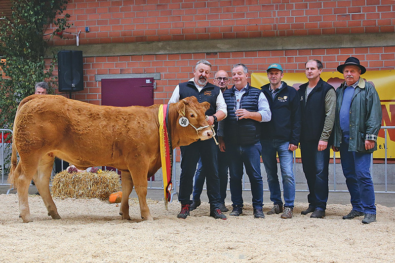 Hervorragende Nationalschau für Limousins und Pinzgauer