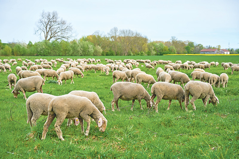 Schaf- und Ziegenpocken sind hochansteckend
