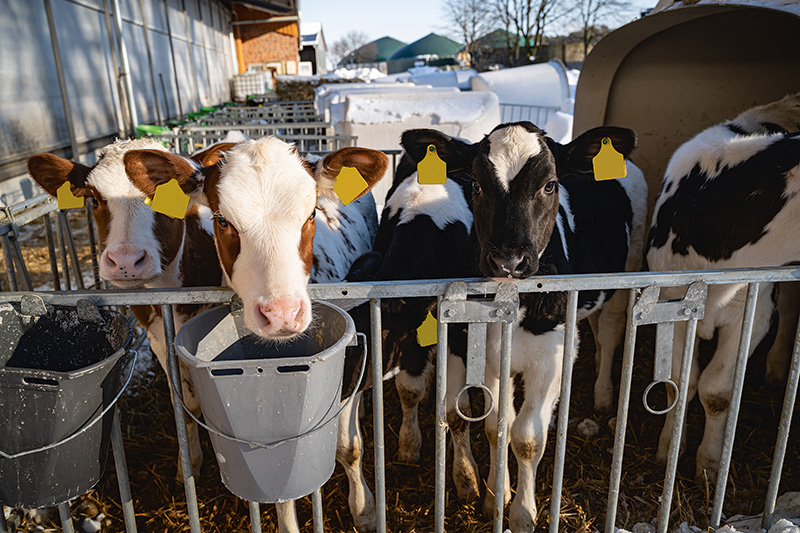 Blauzungeninfektion mit vielen Risiken behaftet