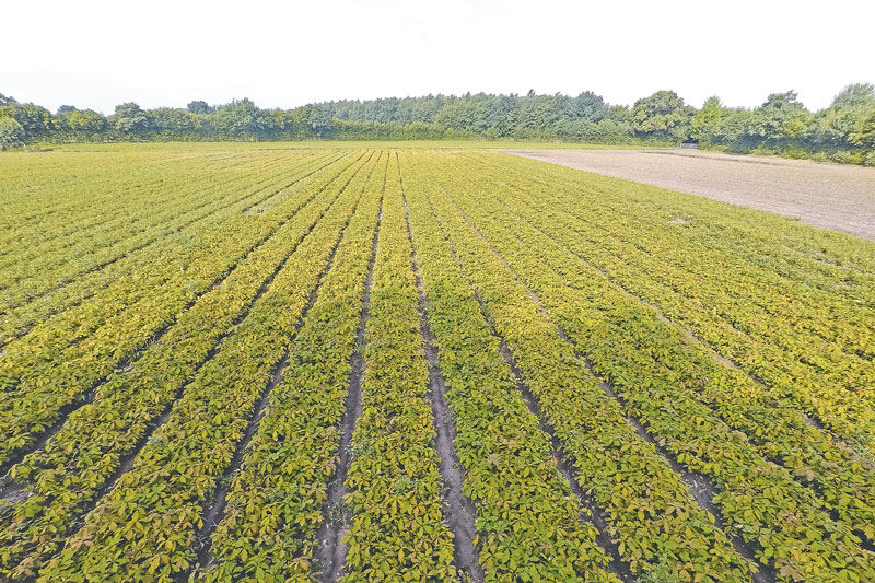 Ist denn genügend Pflanzgut zur Wiederbewaldung da?