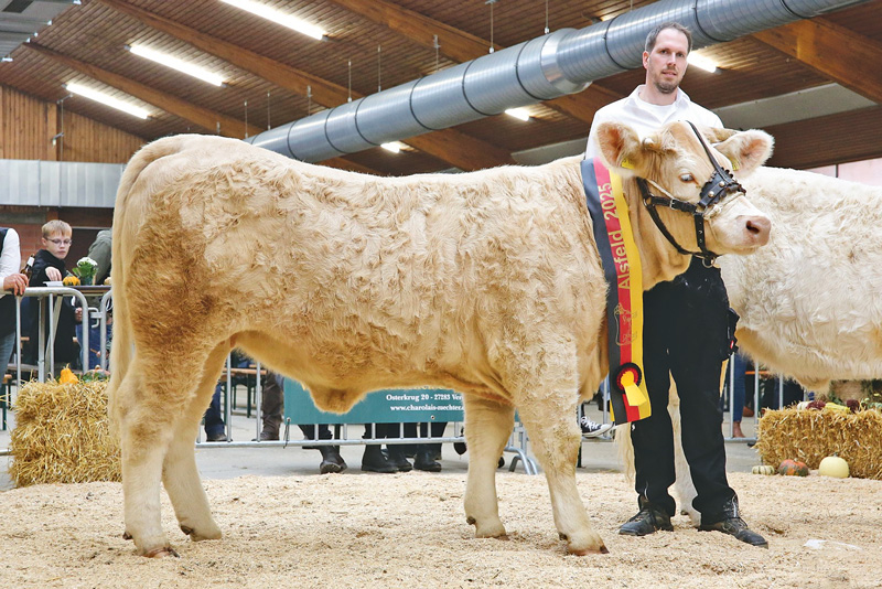 Hessische Züchtererfolge im Alsfelder Schauring gezeigt