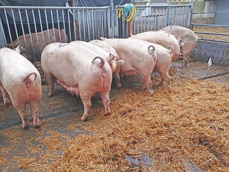 Sauenfruchtbarkeit im Biobetrieb mit Reserven