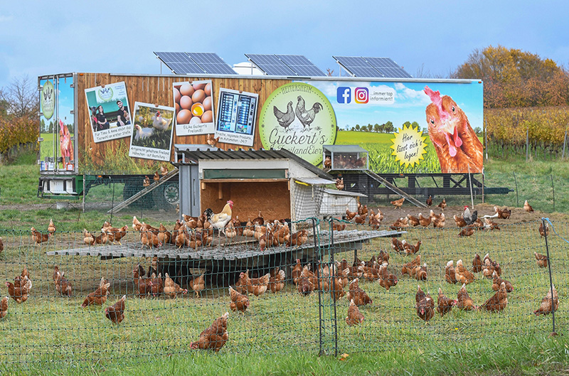 Eier aus Mobilställen über den LEH vermarkten?