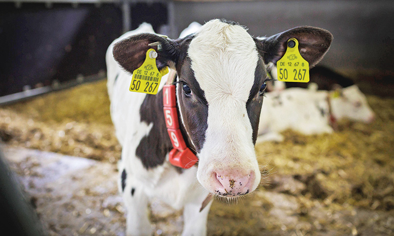 Digital im Kälberstall