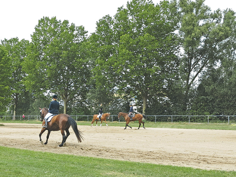 Reitboden – maßgeschneidert oder Allroundtalent?