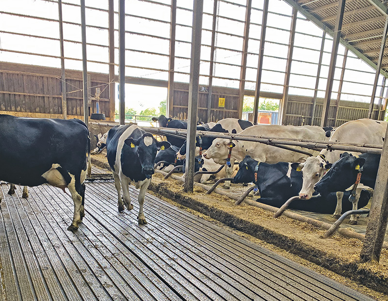 Klauen gesund halten und pflegen