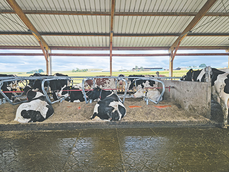 Milchvieh auf Haltungsstufe 3 oder 4 umstellen?