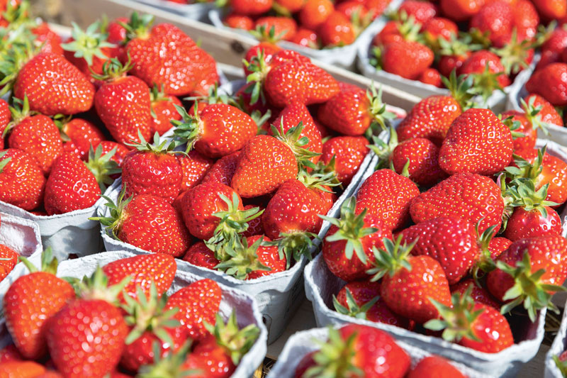 Gemüse- und Beerenobstbau erhält neues Bio-Fungizid