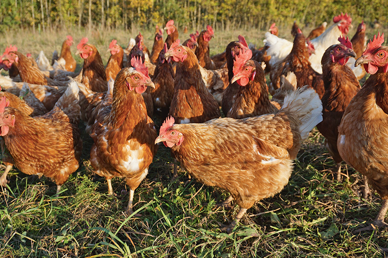 Fall von Geflügelpest in Wetterauer Betrieb
