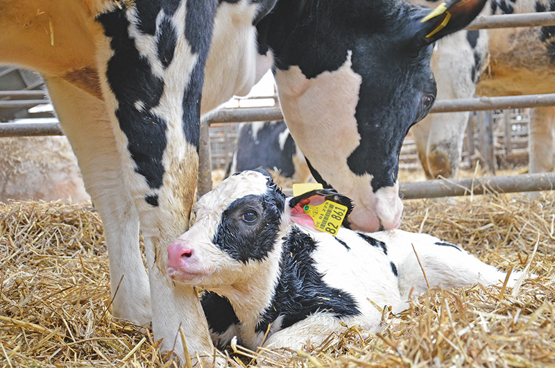 Mikrobiom und Immunsystem entwickeln sich gemeinsam