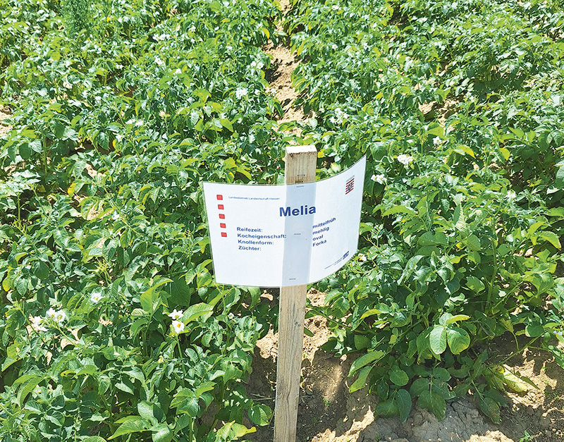 Die Trockenheit förderte den Schädlingsbefall