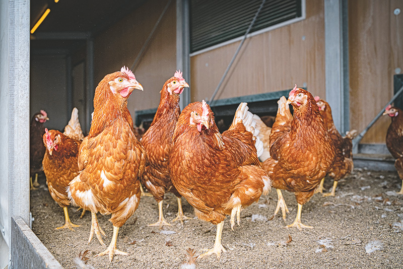&bdquo;Flächendeckende Impfung sehr unwahrscheinlich&ldquo;