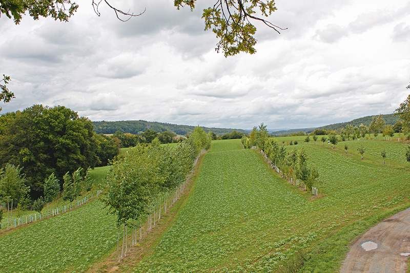 Drei Dinge braucht der Agroforst