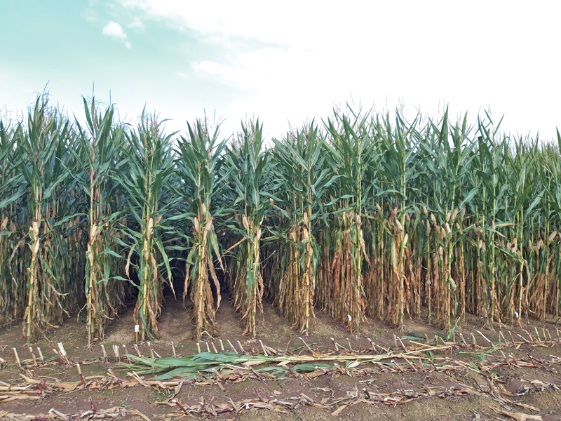 Fünf neue Sorten stehen in den Landesversuchen