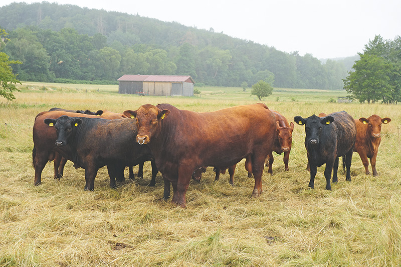 Fruchtbarkeitsprobleme und noch so viel mehr
