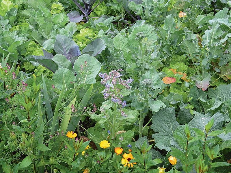 Vielfalt in die Beete bringen