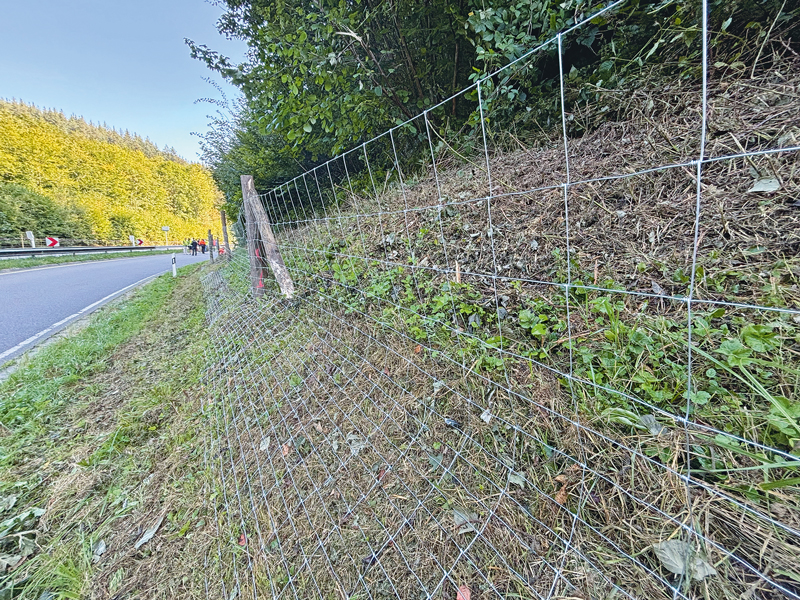 Stallpflicht für Geflügel in vielen Landkreisen aufgehoben