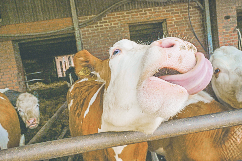 Woher kommen Zungenrollen, Futterwerfen und Co.?