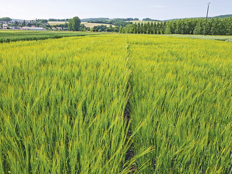 Amidala fällt weiter zurück