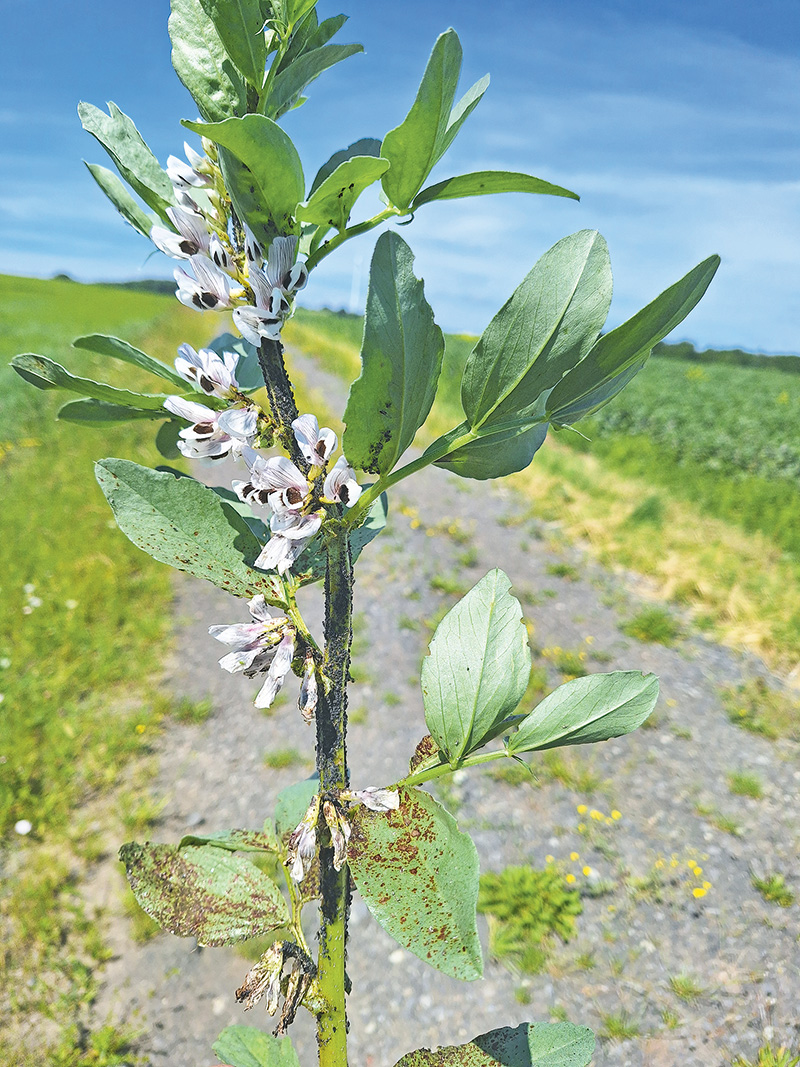 Neue Sorten konnten noch nicht überzeugen