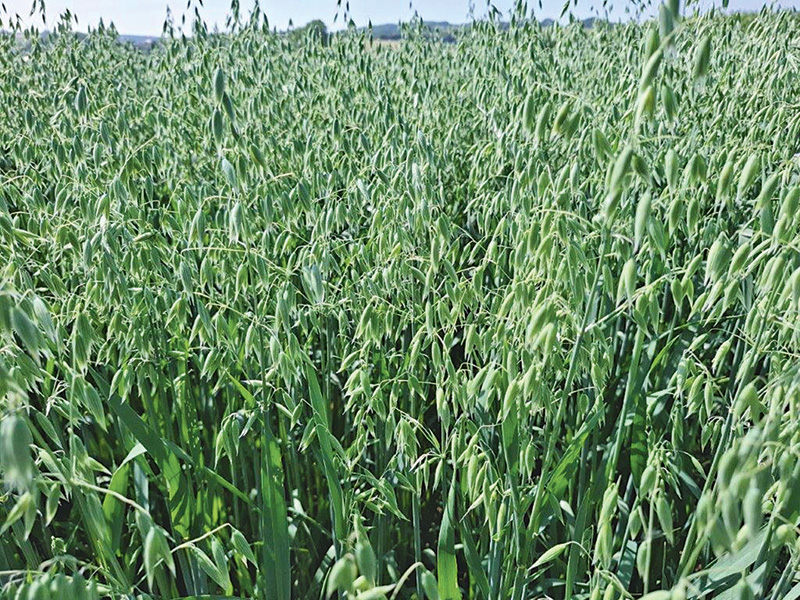 Haferanbau ausgedehnt, mittlere Erträge