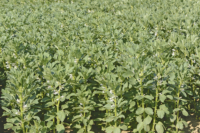 Überdurchschnittliche Erträge bei wechselnder Witterung