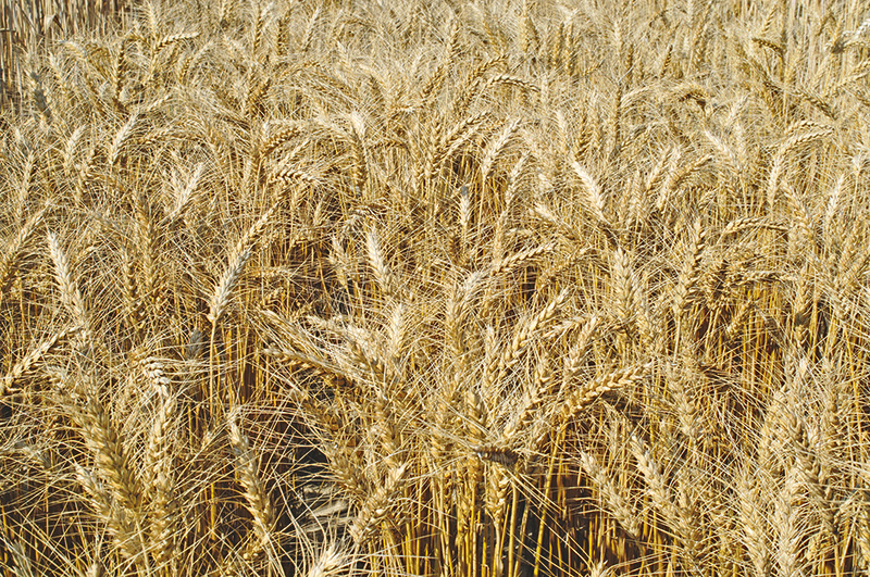 Insgesamt sind neun Durumsorten zugelassen