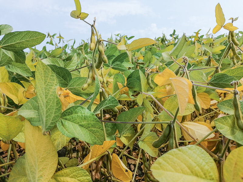 Schwache Erträge und niedrige Rohproteingehalte