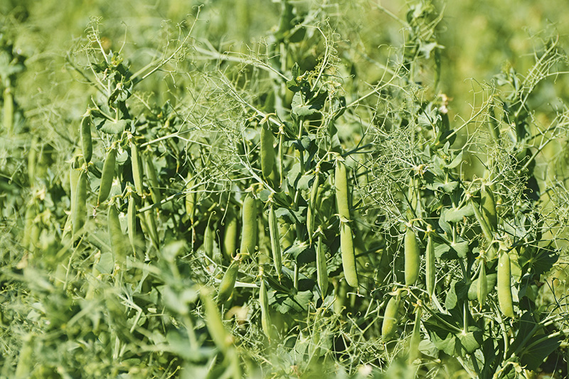 Futtererbsen, Ackerbohnen und Soja bleiben in der Nische 