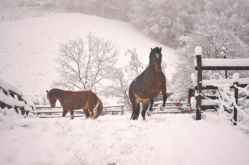 Raus aus dem Stall, bei jedem Wetter