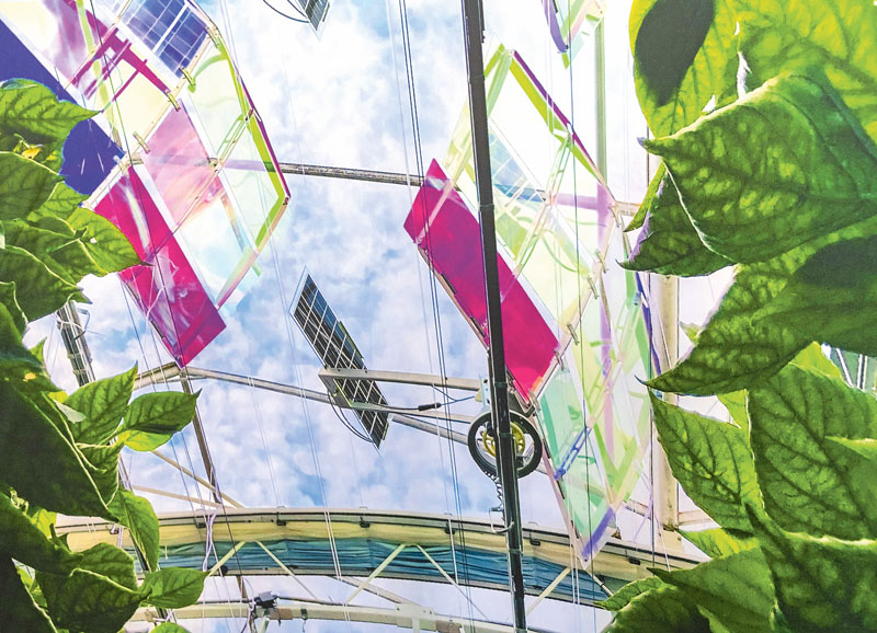 Mit KI die Herausforderungen im Beerenobstanbau lösen