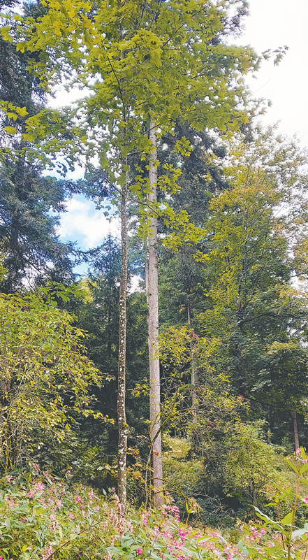 Qualitätsholz – Neues zur Ästung