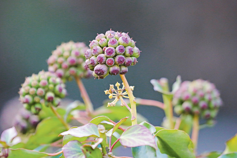 Immergrüne Gehölze für farbige Akzente im Garten