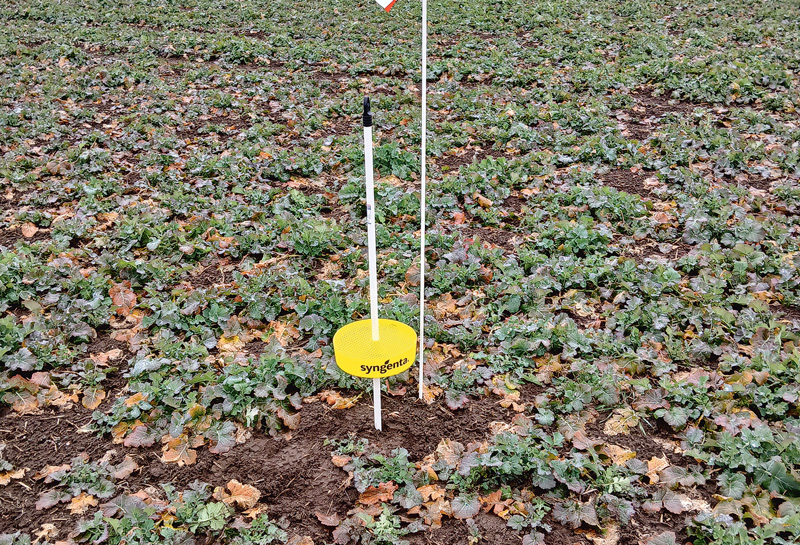 Die Gelbschalen rechtzeitig aufstellen