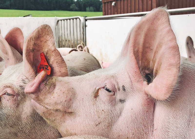 Fütterung, Klimaschutz und Markt im Fokus