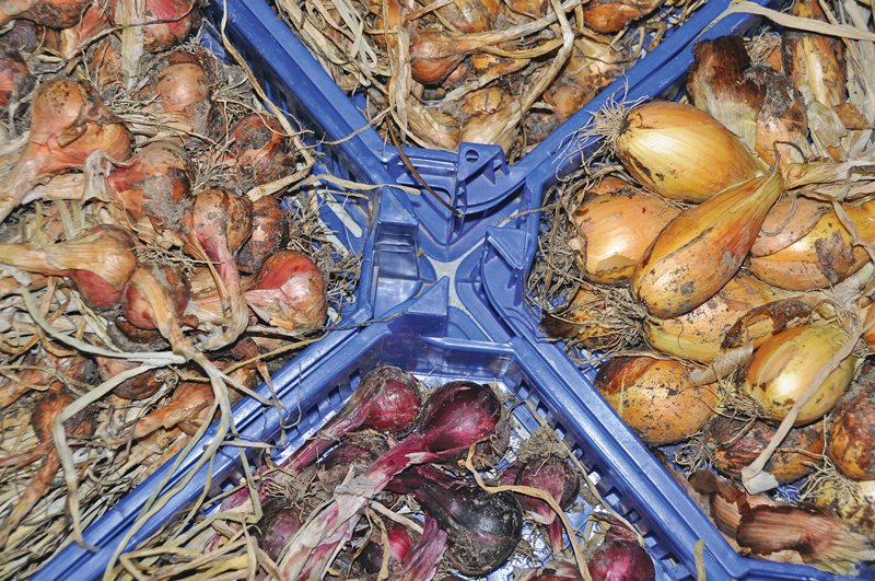 Würzige Zwiebelvielfalt