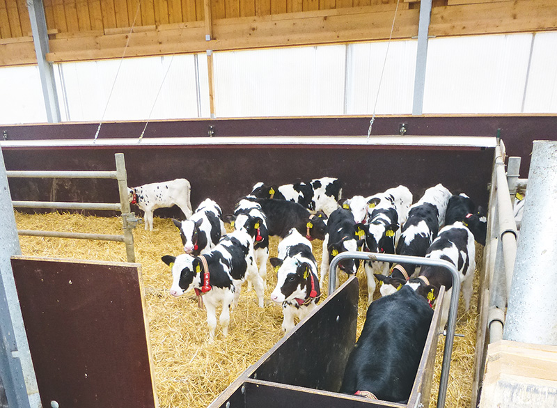 Insektenöl als Ersatz für Kokos- und Palmöl?